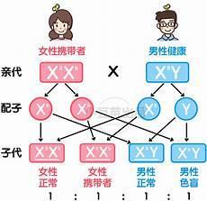 六种基因遗传图解